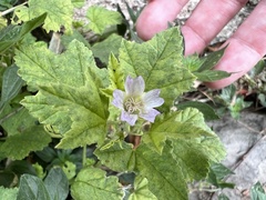 Malva sylvestris