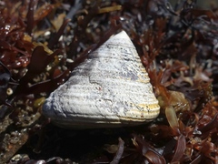 Calliostoma zizyphinum