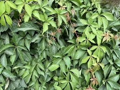 Parthenocissus quinquefolia