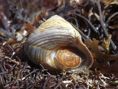 Calliostoma zizyphinum