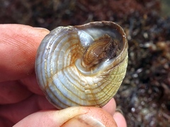 Calliostoma zizyphinum
