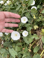 Convolvulus arvensis