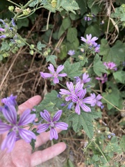 Malva sylvestris