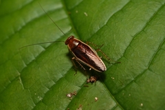 Pseudophyllodromia laticeps