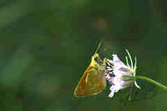 Ochlodes sylvanus