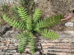 Ailanthus altissima