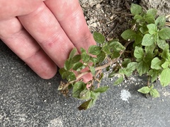 Parietaria judaica