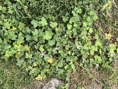 Malva sylvestris