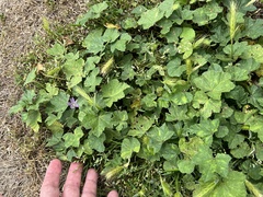 Malva sylvestris