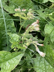 Symphytum grandiflorum