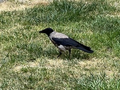 Corvus cornix