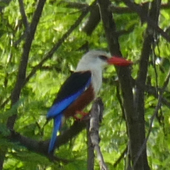 Halcyon leucocephala