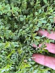 Medicago orbicularis