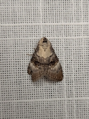 Acatapaustus leucospila
