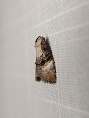 Acatapaustus leucospila