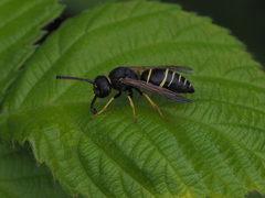 Odynerus spinipes