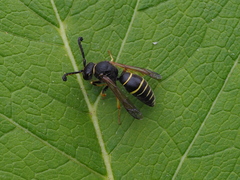 Odynerus spinipes