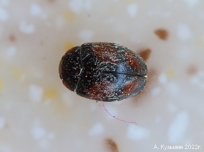 Коровка Сцимнус Широколобый (Scymnus frontalis)