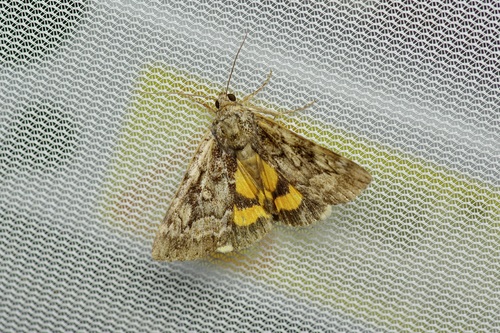 Little Underwing photo 6