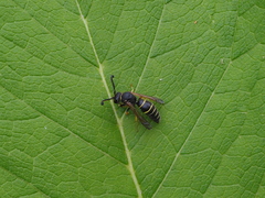 Odynerus spinipes