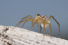 Pardosa distincta