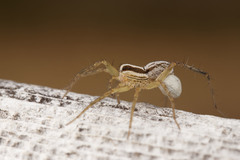 Pardosa distincta