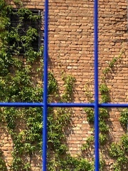 Phoenicurus phoenicurus