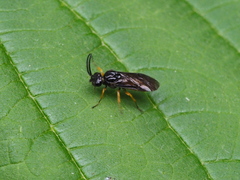 Sterictiphora furcata