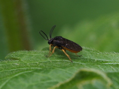 Sterictiphora furcata