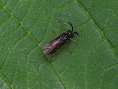 Sterictiphora furcata