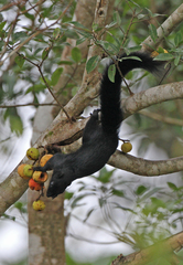 Callosciurus prevostii