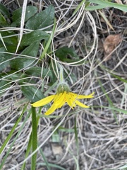 Arnica griscomii