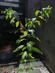 Phytolacca americana