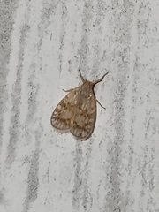 Bothriocera drakei