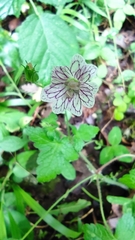Geranium versicolor