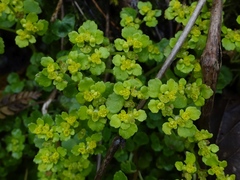 Chrysosplenium oppositifolium