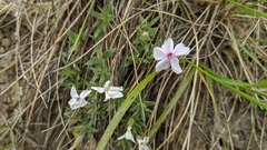 Phlox alyssifolia