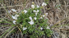 Phlox alyssifolia