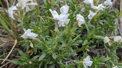 Phlox alyssifolia