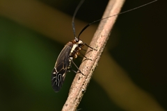 Thyrsophorinae