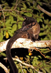 Arctogalidia trivirgata