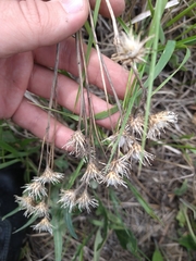 Saussurea parviflora