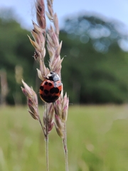 Harmonia axyridis