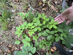 Parthenocissus quinquefolia