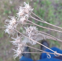 Saussurea parviflora