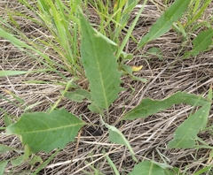 Saussurea parviflora