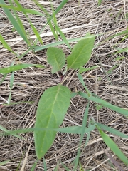 Saussurea parviflora