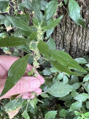 Parietaria judaica