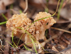 Ramaria capitata capitata
