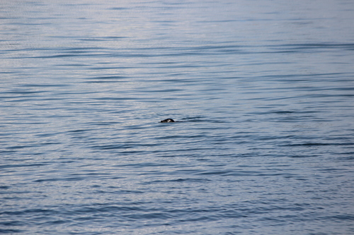 photo of Harbor Seal (Phoca vitulina)